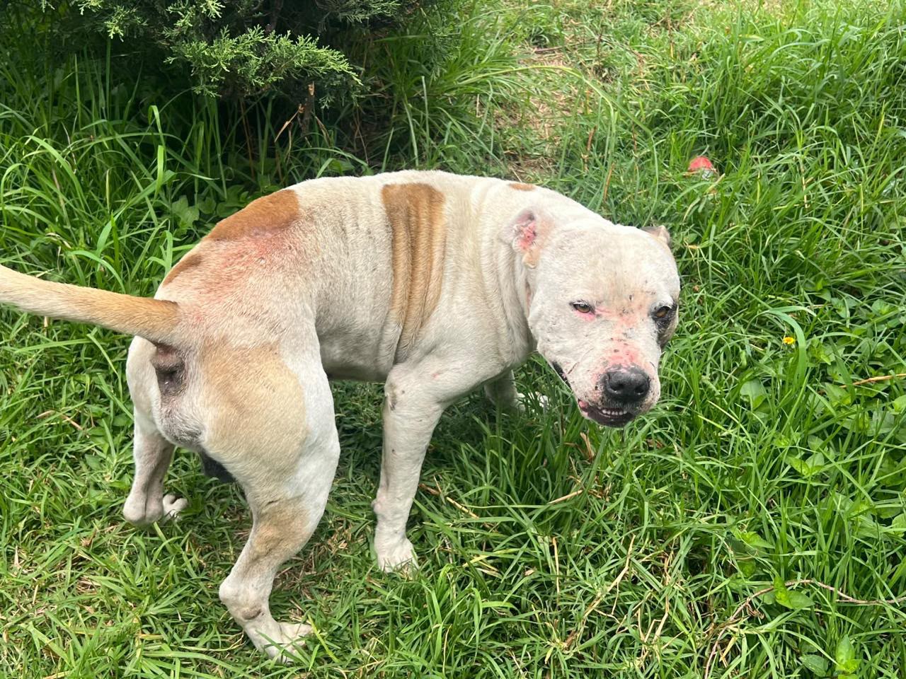 SEDIF asegura dos caninos en condiciones de abandono y llama a denunciar