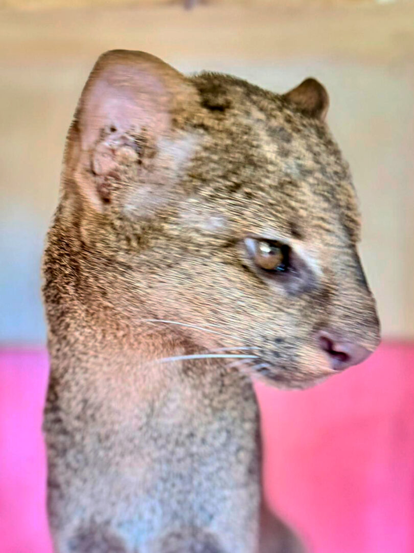 Liberan cuatro animales silvestres rehabilitados en Los Tuxtlas, Veracruz
