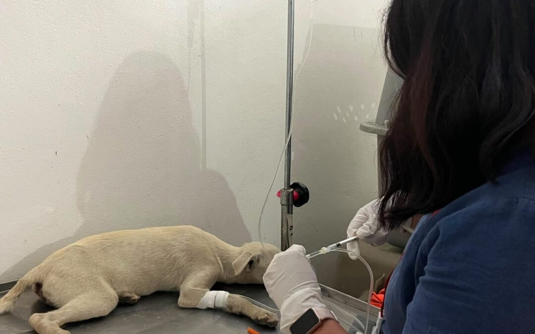 SEDIF y San Andrés Cholula fortalecen acciones de bienestar animal y salud