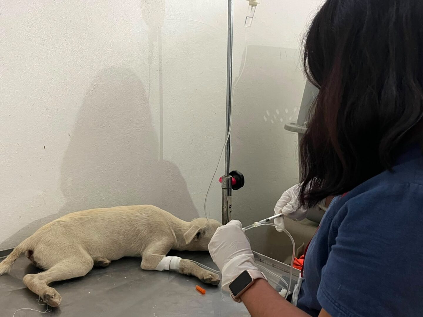SEDIF y San Andrés Cholula fortalecen acciones de bienestar animal y salud