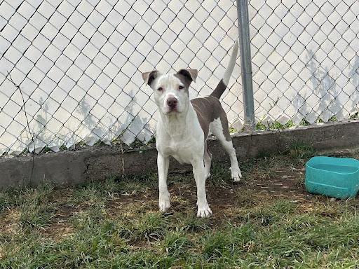 SEDIF asegura a canina víctima de crueldad y promueve respeto animal