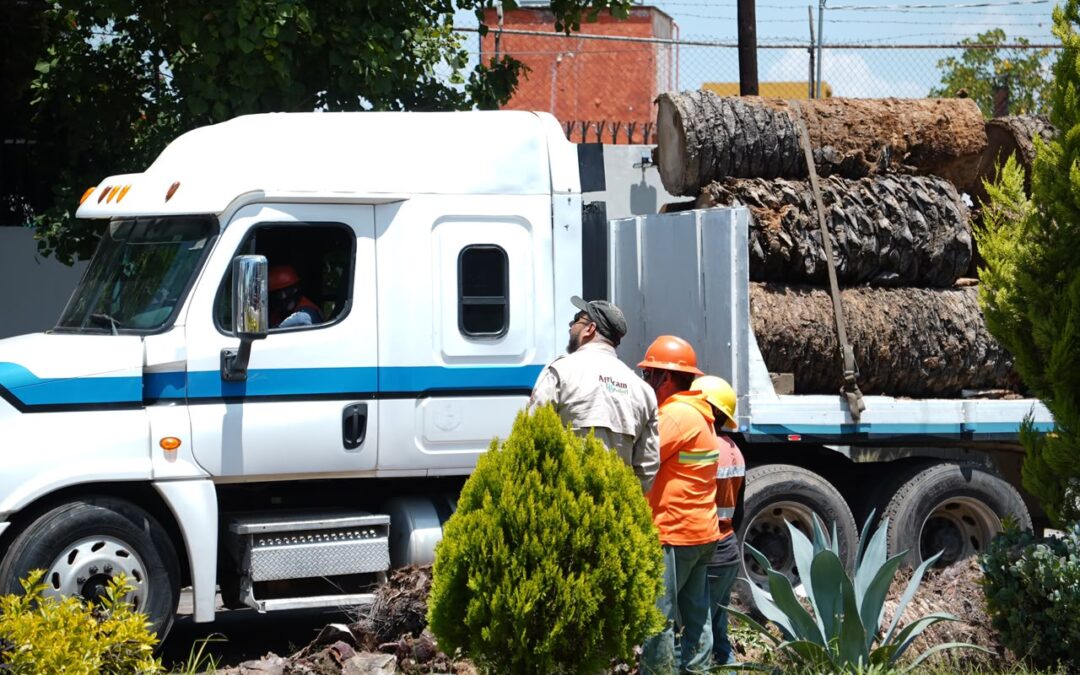 Suma Gobierno de Pepe Chedraui colaboración con Africam Safari para dar segundo uso a troncos de palmeras retiradas en La Paz