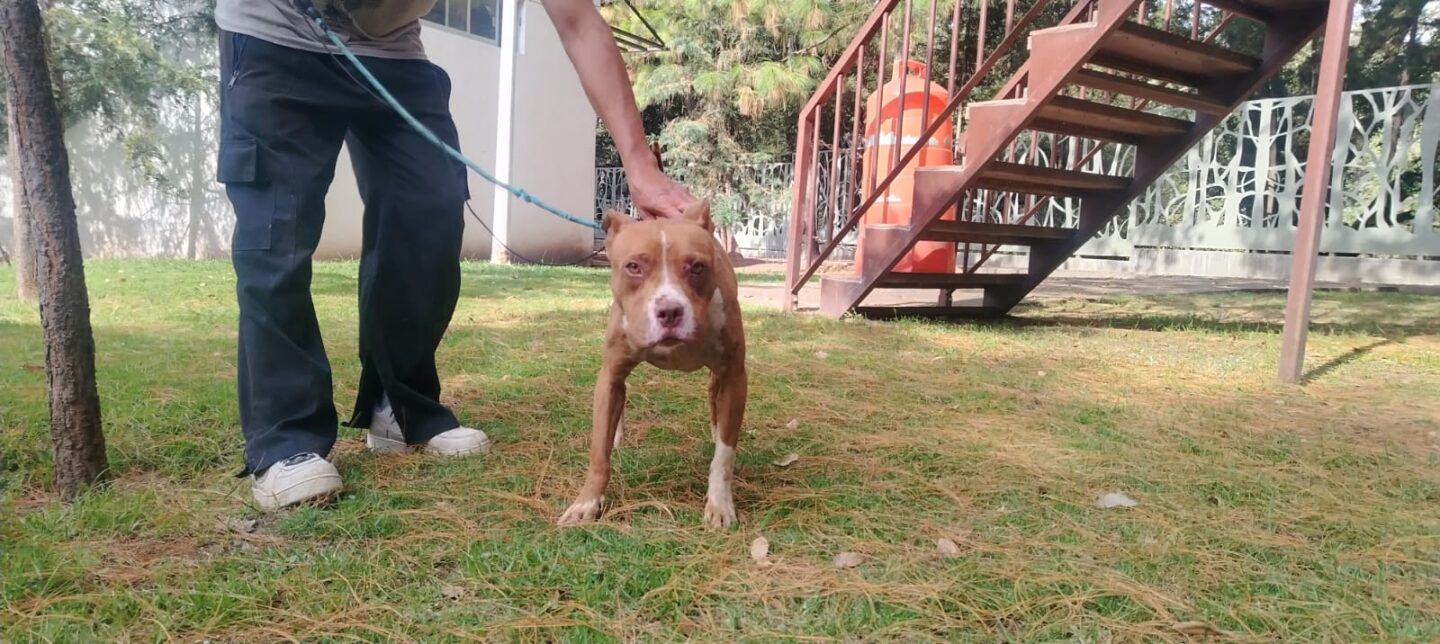 Dirección de Bienestar Animal rescata a canina encadenada en Casa Blanca