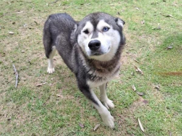 SEDIF realiza aseguramiento precautorio de una canina por presunto maltrato