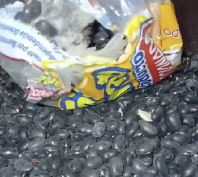 Familia denuncia hallazgo de un ave muerta dentro de bolsa de frijoles en Tehuacán