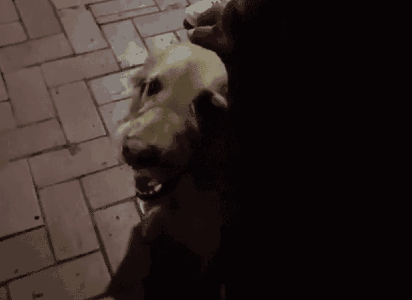 “Como quisiera que no te fueras”: la serenata de una familia para despedir a su perrita