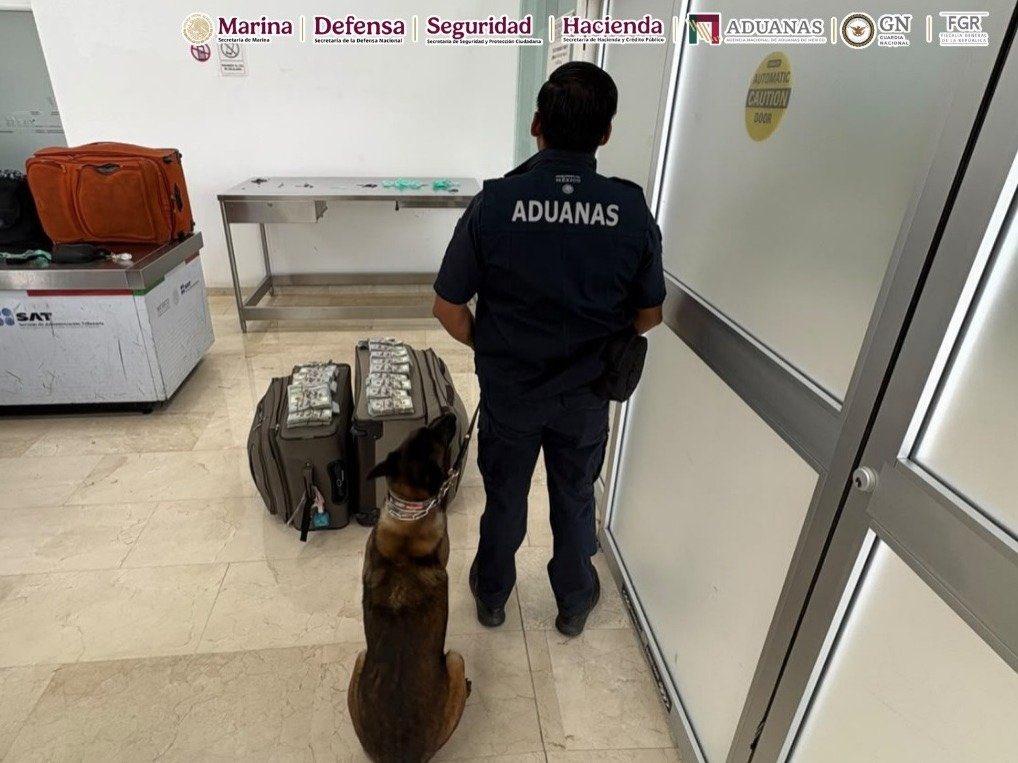Perro detector descubre cientos de miles de dólares ocultos en equipaje en Oaxaca