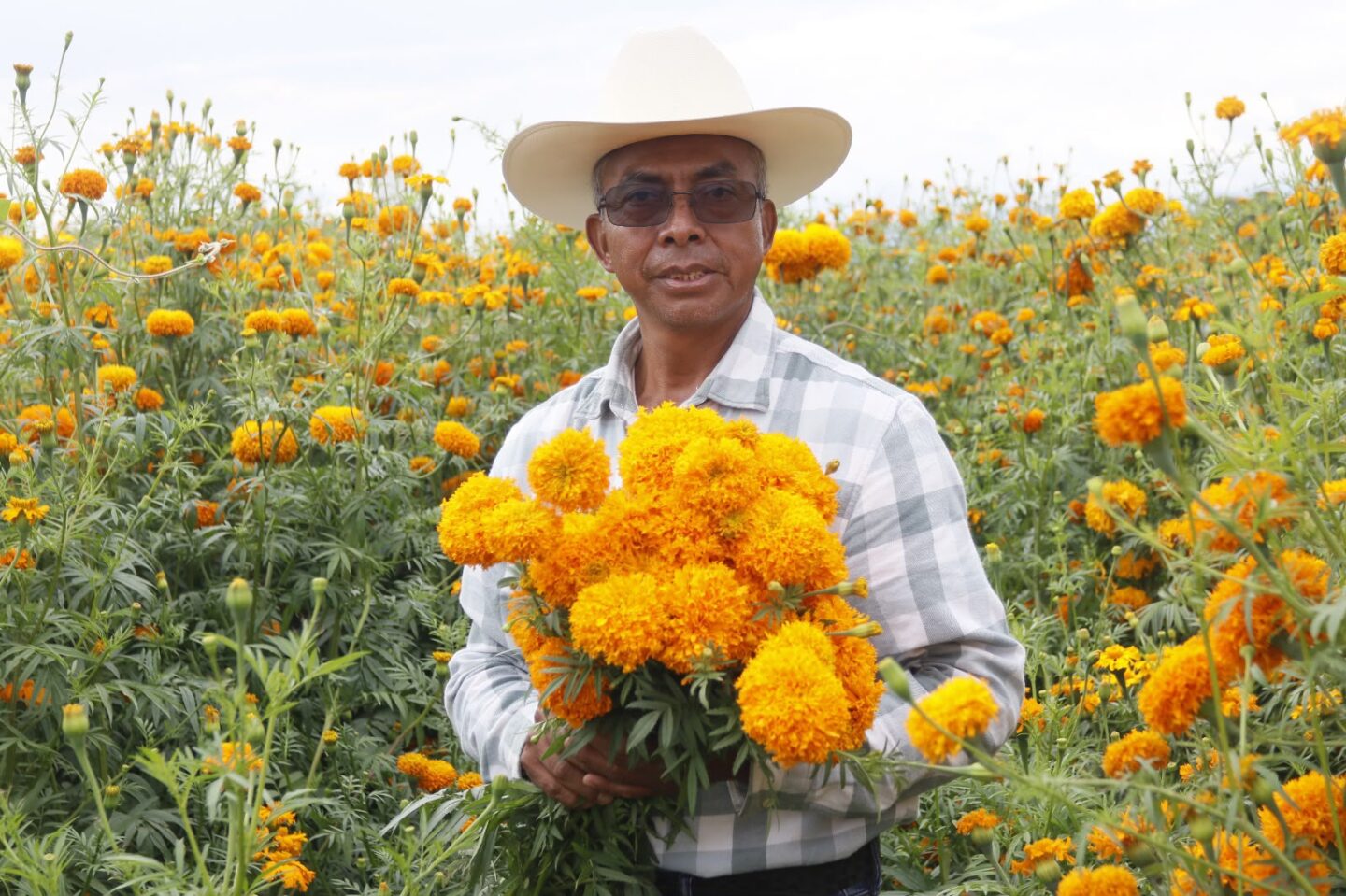 Puebla florece como principal productor de cempasúchil en México