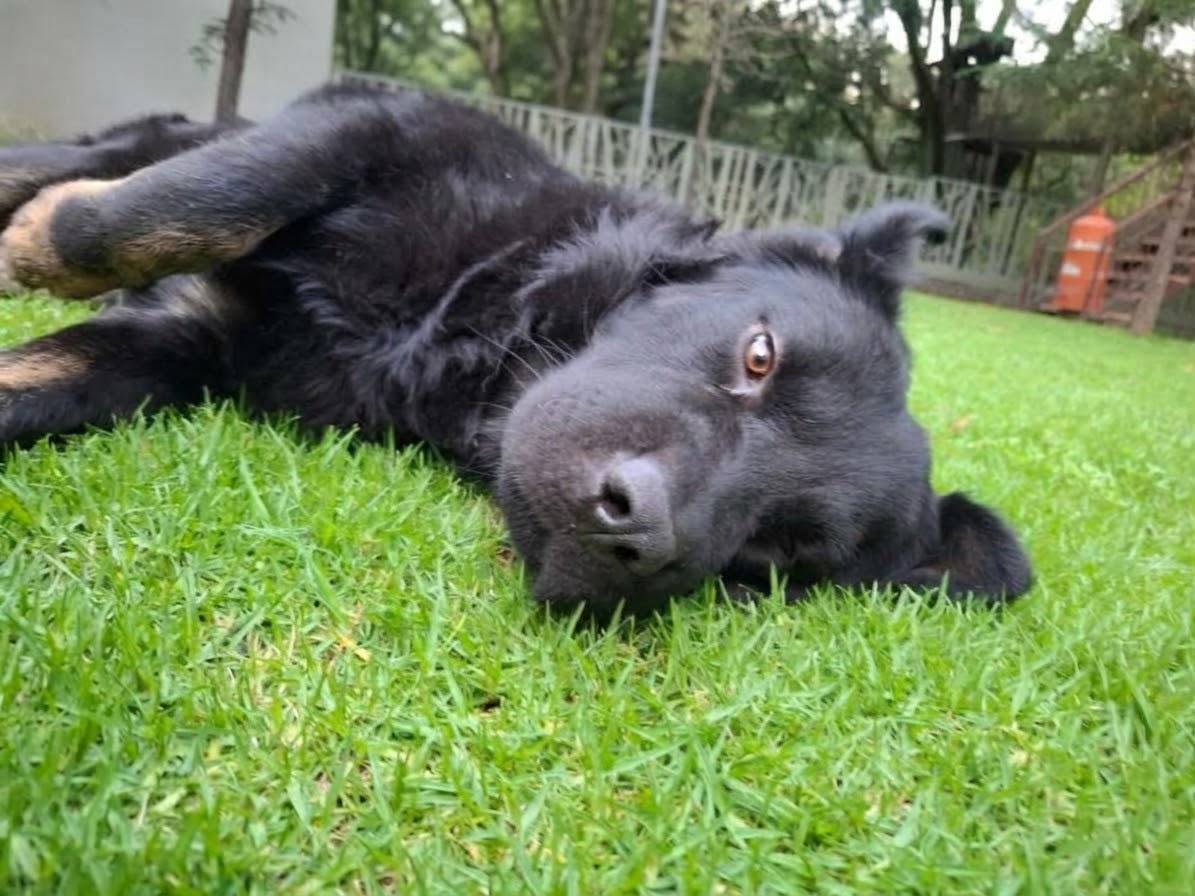 SEDIF y Fiscalía coordinan atención y justicia para canino atropellado en Atlixco