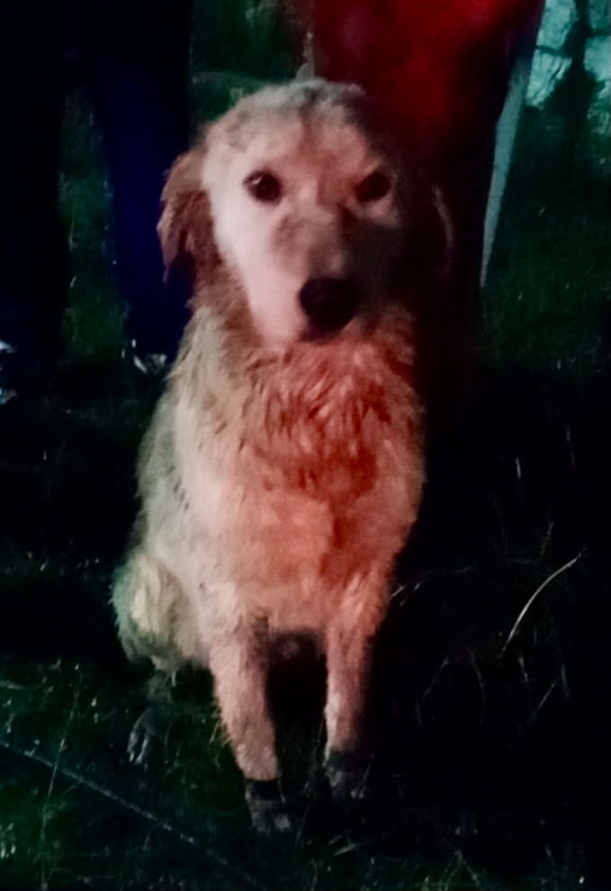 Bomberos de Cuautlancingo rescatan a canino